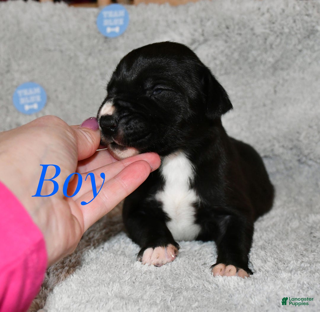 Great Dane dogs for sale: Male - Ad 3