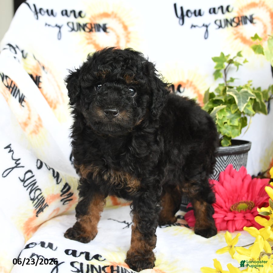 Toy Poodle dogs Ghiradelli - Ad 2