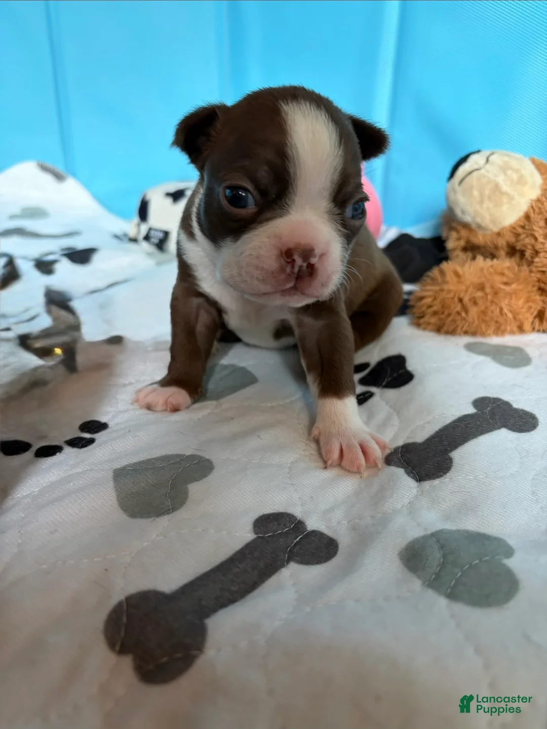 Boston Terrier dogs for sale: Clara - Ad 2