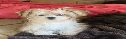 Mixed Breed dogs for sale: Boy 2 - Ad 3