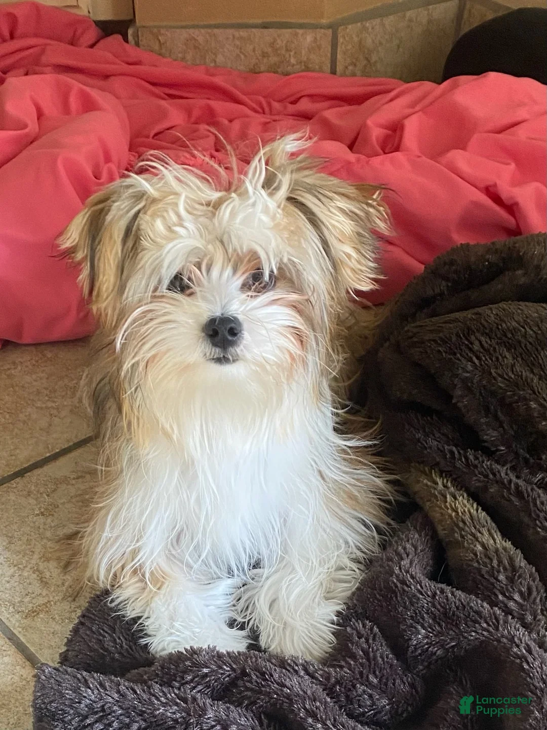 Mixed Breed dogs for sale: Boy 2 - Ad 3