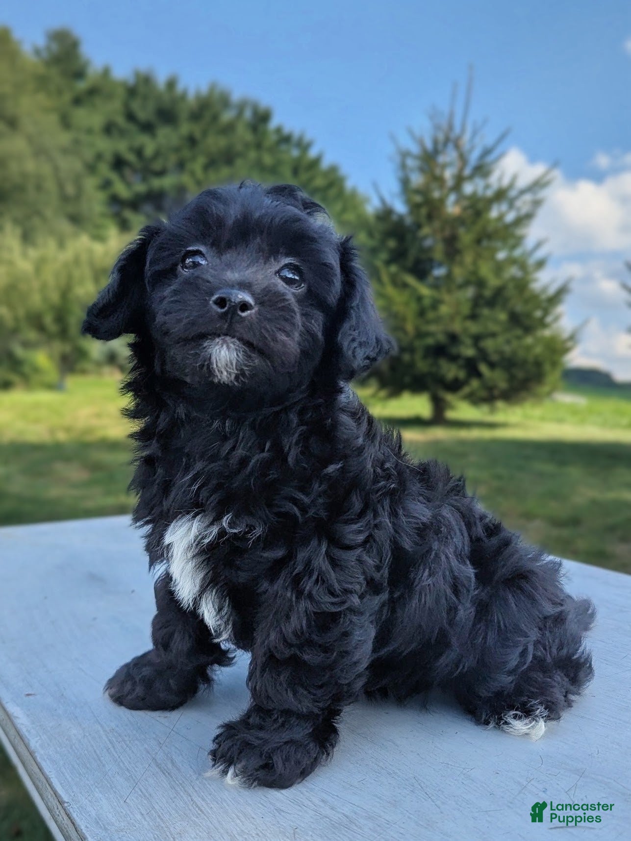 Chipoo dogs for sale: Ellie - Ad 1