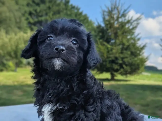 Chipoo dogs for sale: Ellie - Ad 2