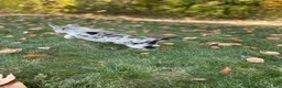 Gerberian Shepsky dogs for sale: Sprinkles  - Ad 4