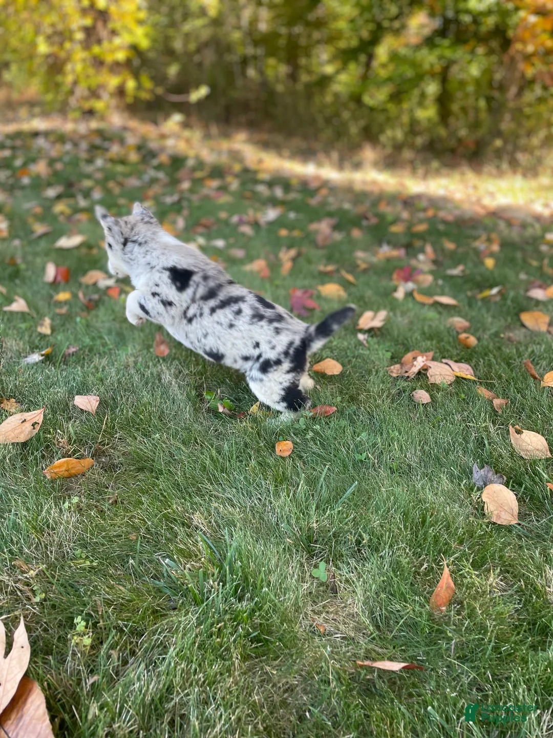 Gerberian Shepsky dogs for sale: Sprinkles  - Ad 4