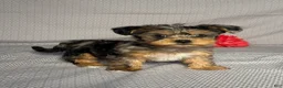 Yorkiepoo dogs for sale: Ashley  - Ad 3