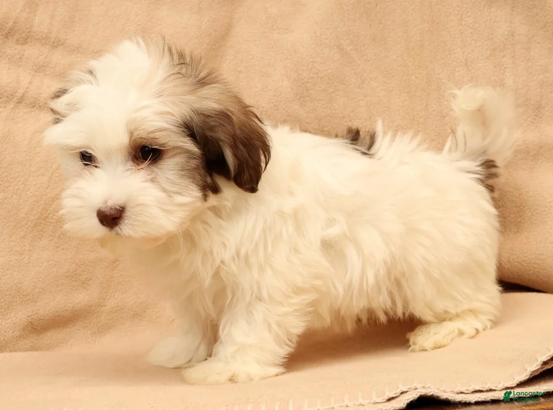 Havanese dogs for sale: Benji - Ad 6