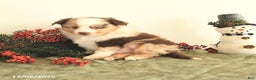 Miniature Australian Shepherd dogs for sale: Twinkle - Ad 4