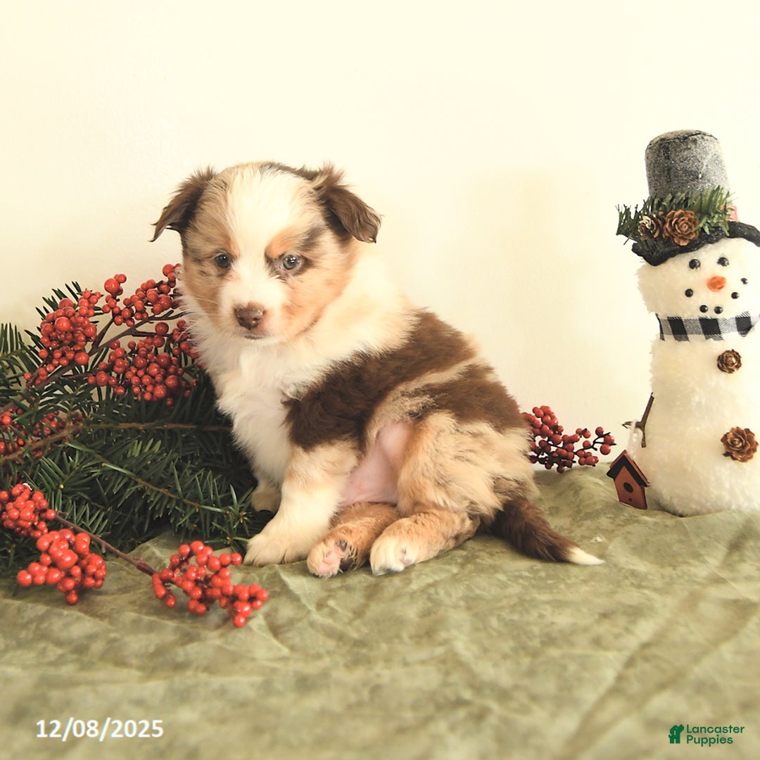 Miniature Australian Shepherd dogs for sale: Twinkle - Ad 4