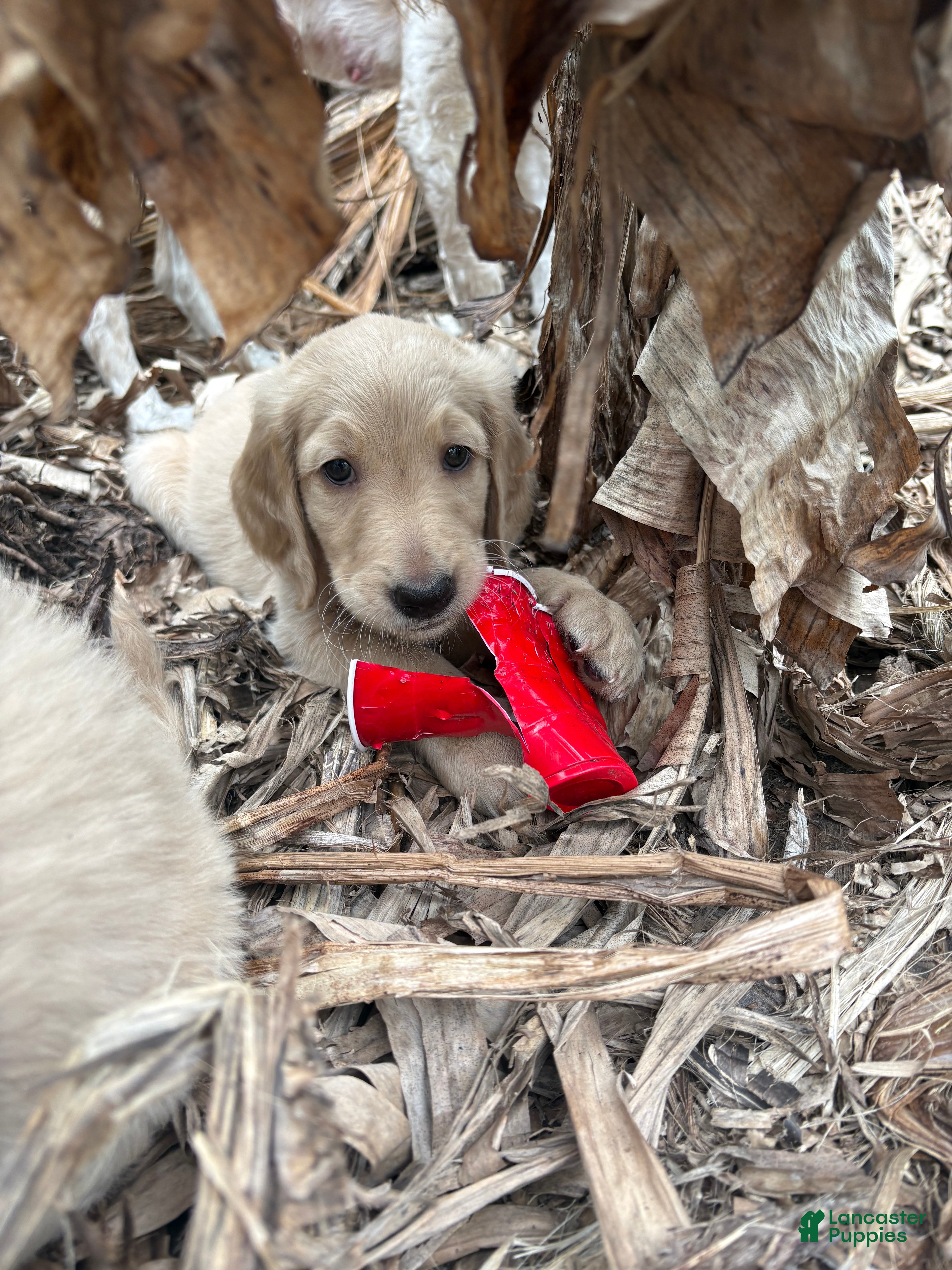 Goldendoodle dogs Milo - Ad 22
