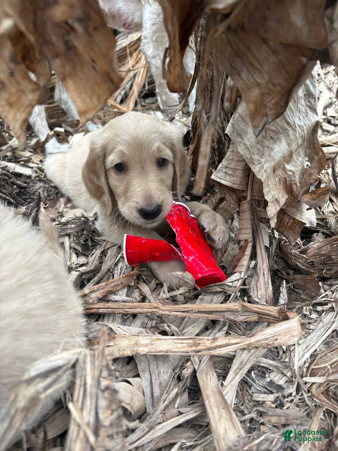 Goldendoodle dogs for sale: Milo - Ad 1