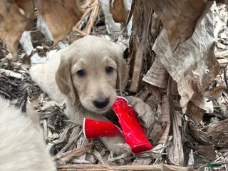 Goldendoodle dogs Milo - Ad 22