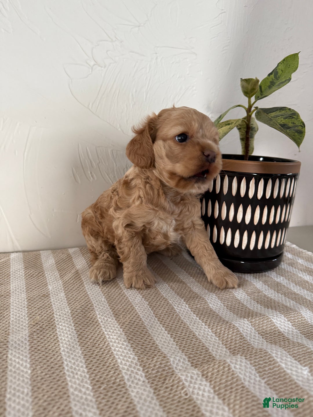 Cocker Spaniel dogs for sale: Daisy - Ad 12