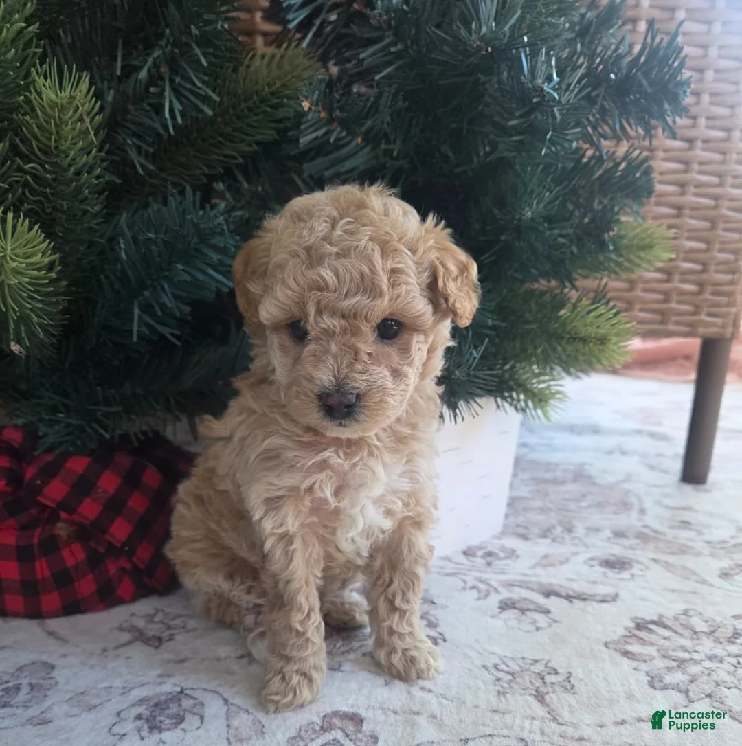 Maltipoo dogs for sale: Noelle - Ad 2