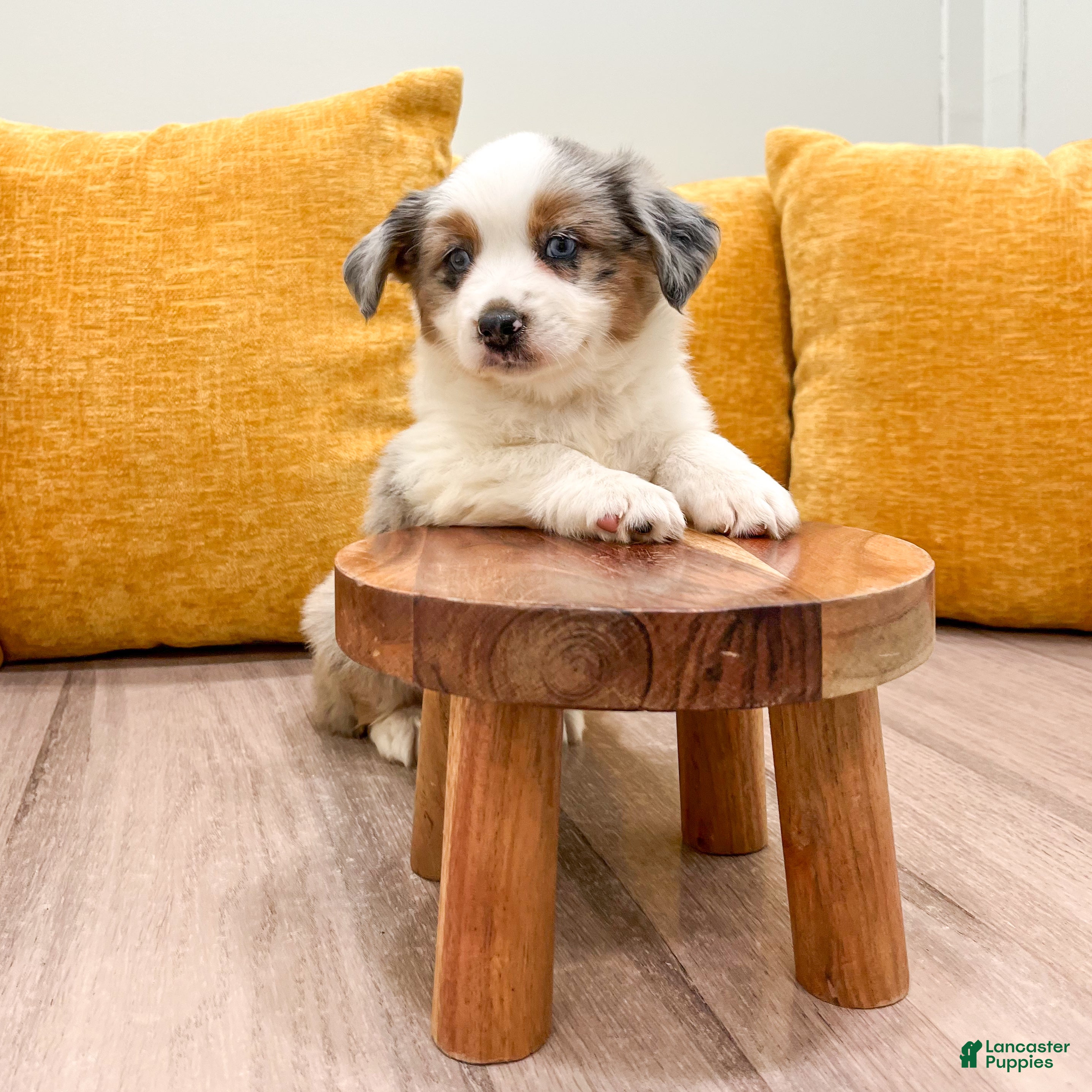 Miniature Australian Shepherd dogs Jewel - Ad 2