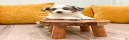Miniature Australian Shepherd dogs for sale: Jewel - Ad 2