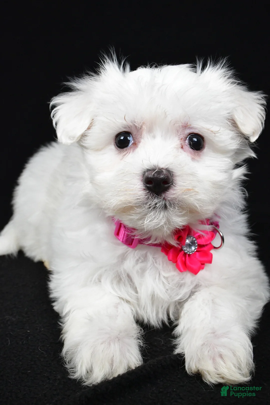 Maltese dogs for sale: Melody - Ad 4