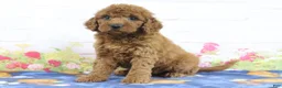 Mini Goldendoodle dogs for sale: Flurry - Ad 4