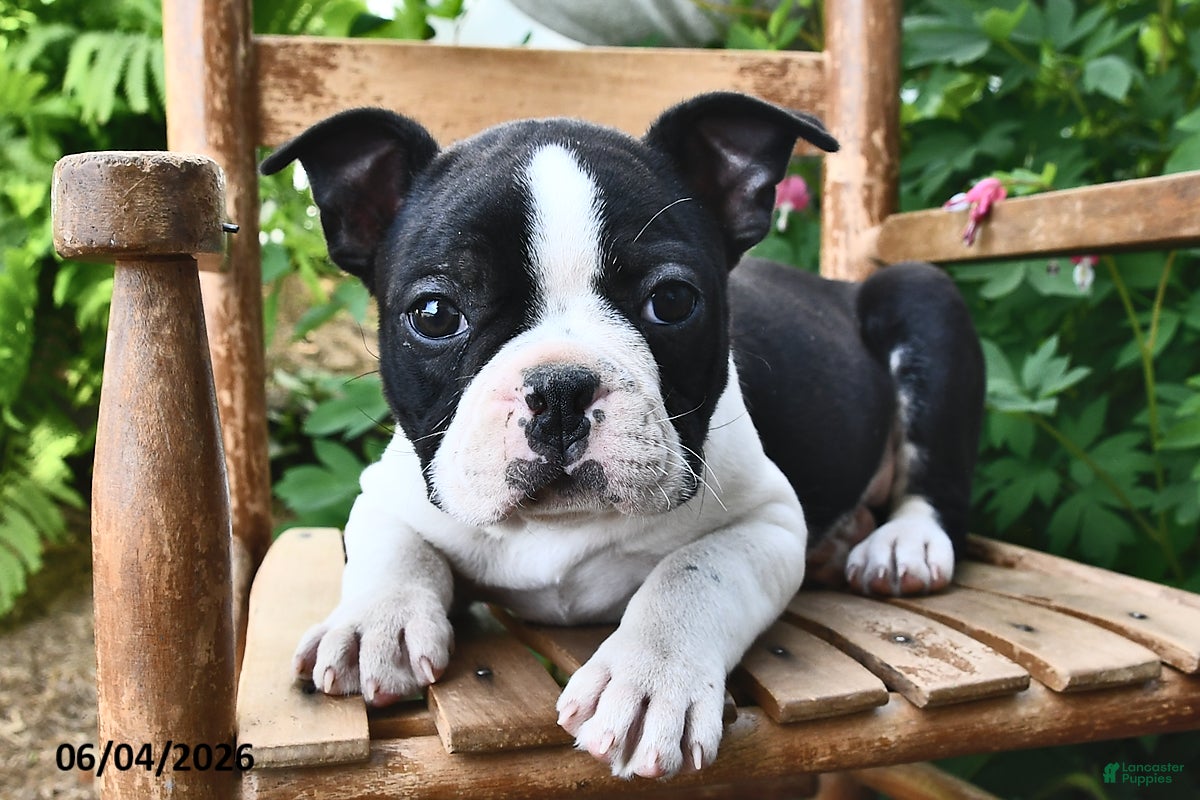 Boston Terrier dogs Sparkle - Ad 1