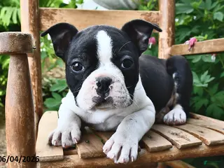 Boston Terrier dogs for sale: Sparkle - Ad 3