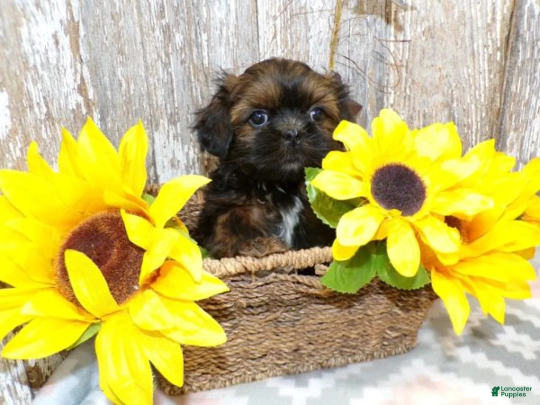 Shih Tzu dogs for sale: KATE - Ad 1