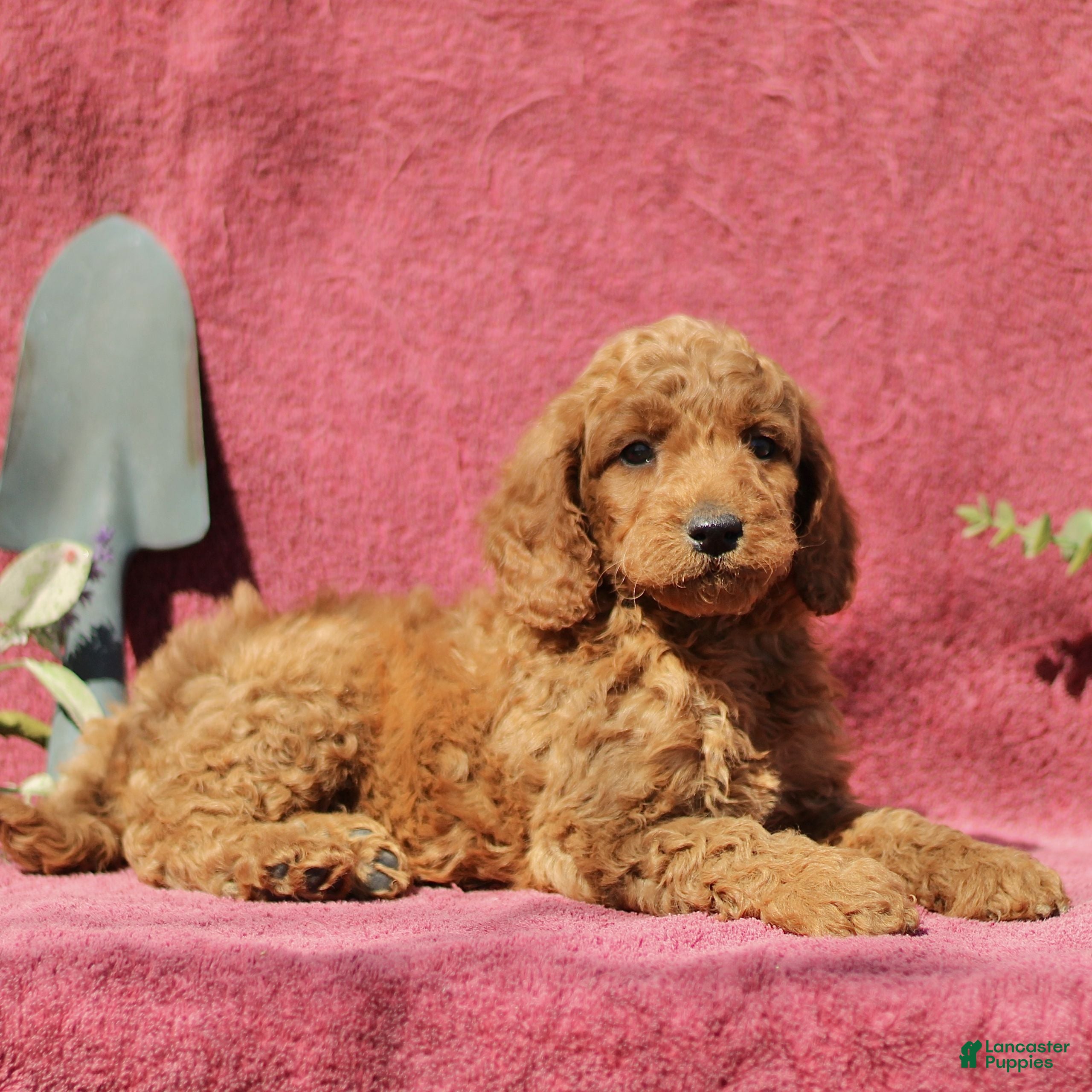 Mini Goldendoodle dogs Curtis  - Ad 2
