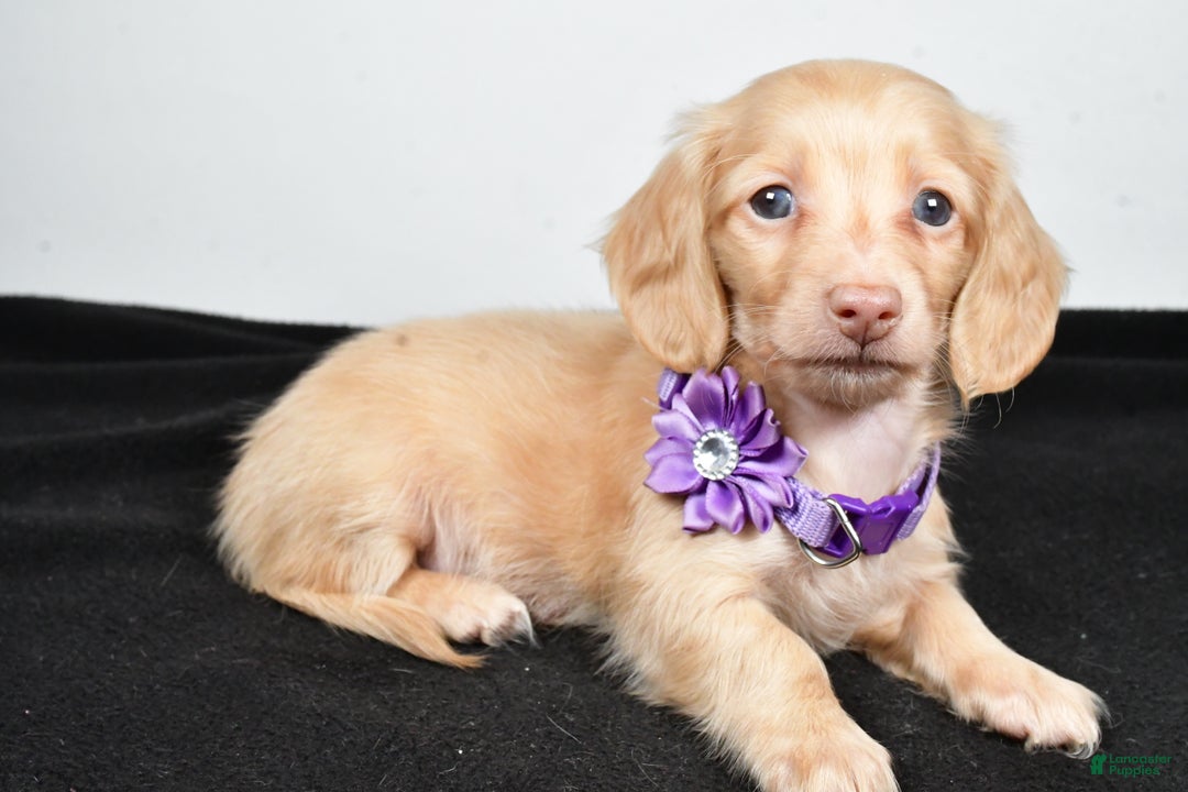 Miniature Dachshund dogs for sale: Annie - Ad 1