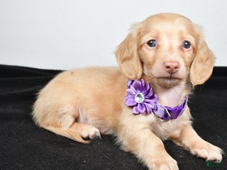 Miniature Dachshund dogs Annie - Ad 39