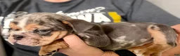 English Bulldog dogs for sale: Versace - Ad 116