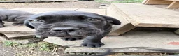 Cane Corso dogs for sale: Girl 1 - Ad 3