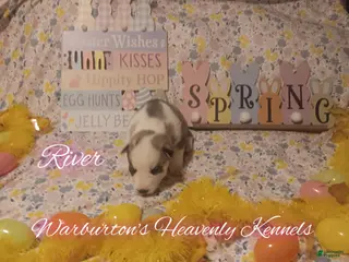 Siberian Husky dogs for sale: Siberian Husky Puppy 6 - Ad 4