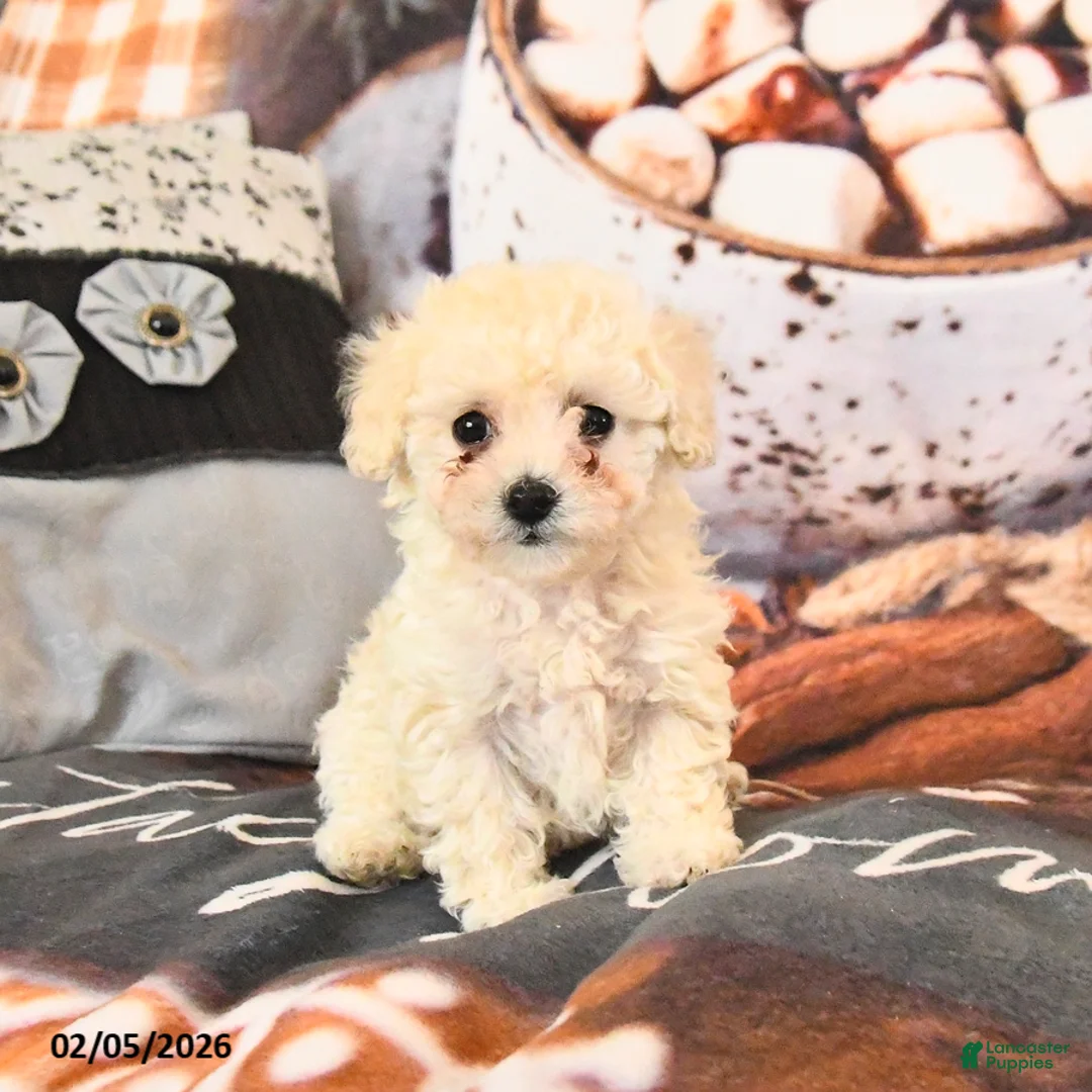 Toy Poodle dogs for sale: Angel - Ad 1