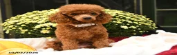 Toy Poodle dogs for sale: Flopsy - Ad 6