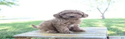 Mini Goldendoodle dogs for sale: Lady - Ad 3