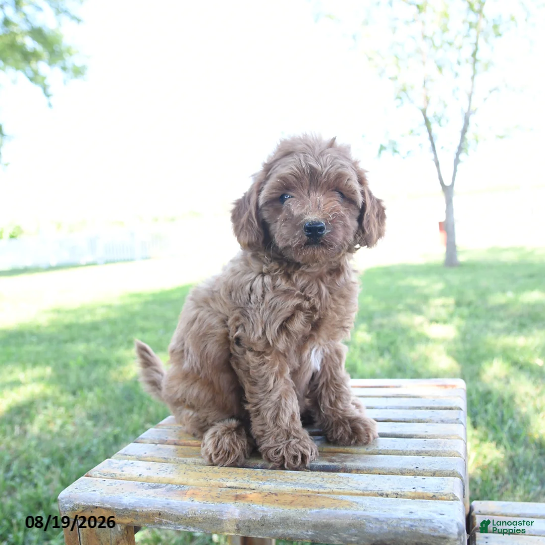 Mini Goldendoodle dogs for sale: Lady - Ad 3
