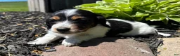 Miniature Dachshund dogs for sale: Willow  - Ad 3