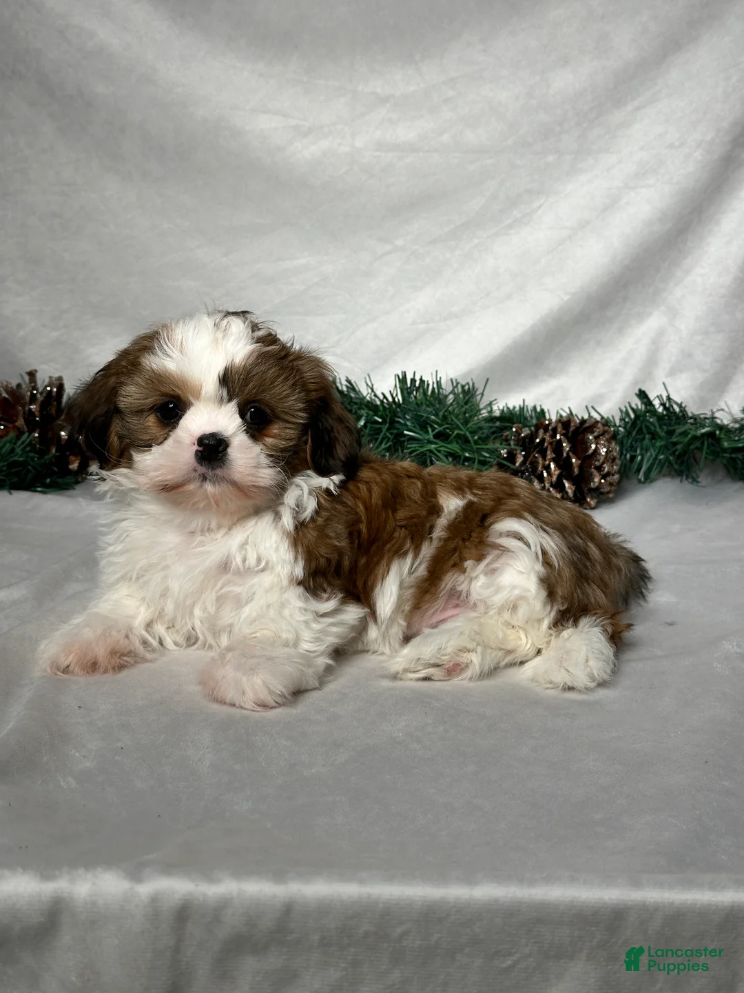 Shih Tzu dogs for sale: Chase - Ad 3