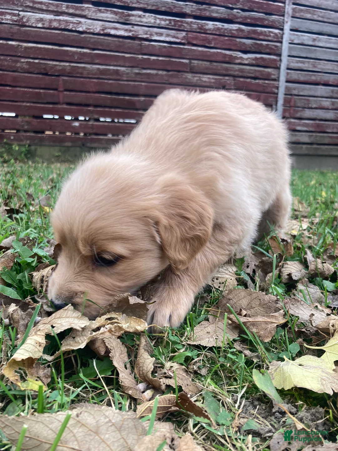 Golden Retriever dogs for sale: Alexis - Ad 2