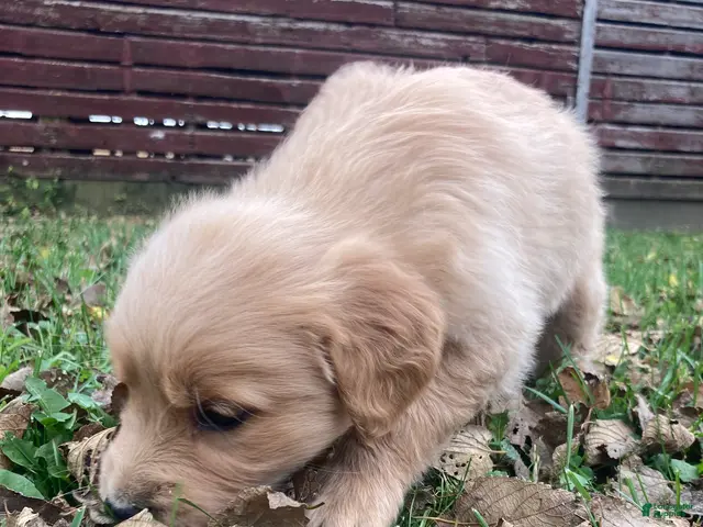 Golden Retriever dogs for sale: Alexis - Ad 2