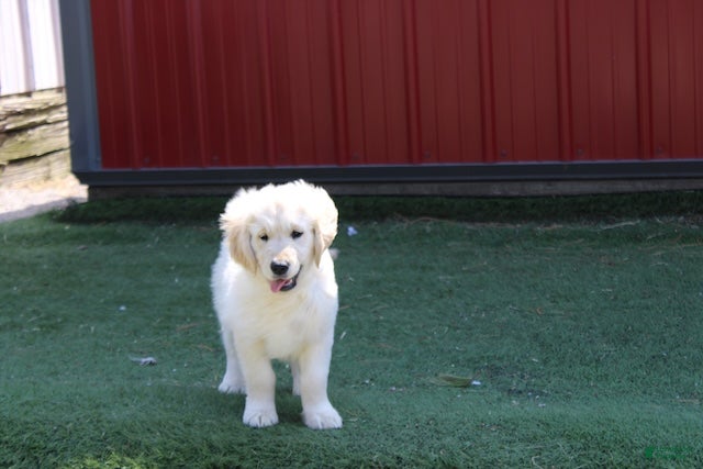 Golden Retriever dogs Mike the TRAINED Golden Retriever Puppy  - Ad 1