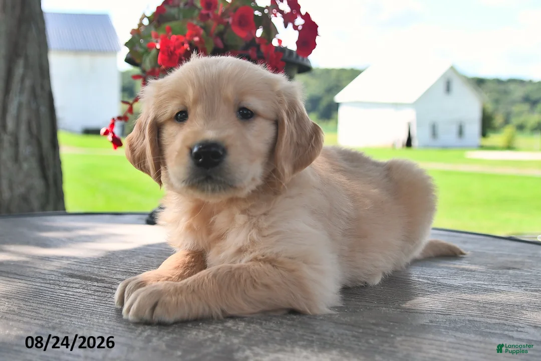 Golden Retriever dogs for sale: Tawny - Ad 2