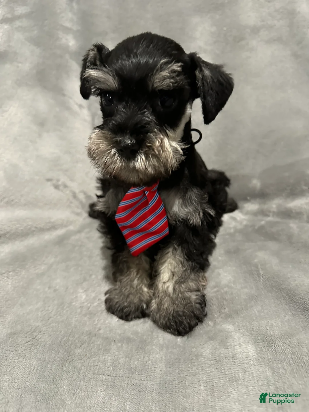 Miniature Schnauzer dogs for sale: Winnie  - Ad 5