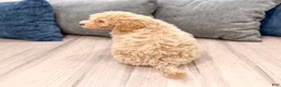 Miniature Labradoodle dogs for sale: Kacey - Ad 6
