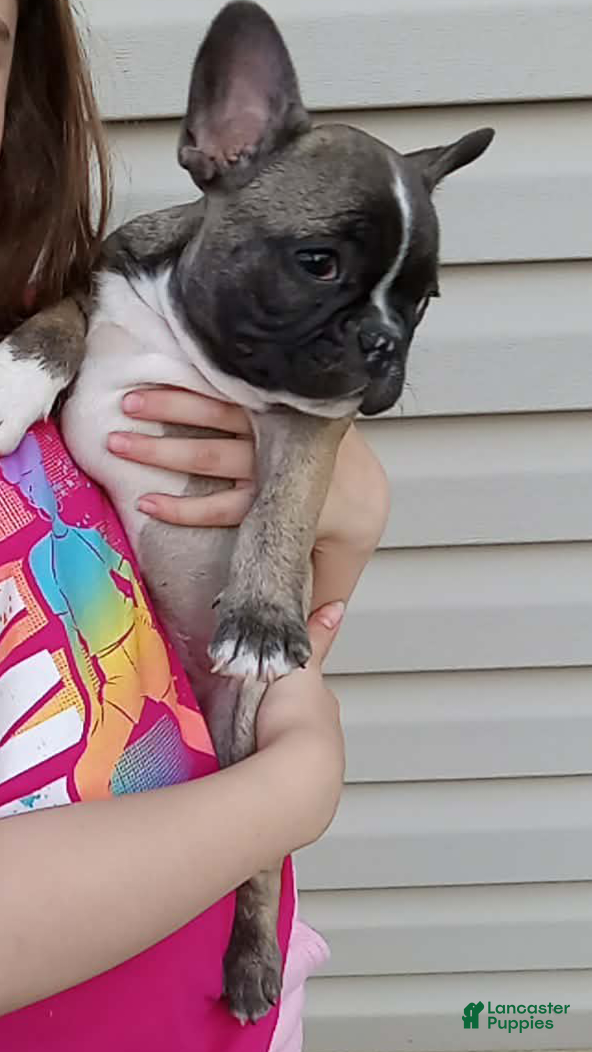 French Bulldog dogs Spud - Ad 34