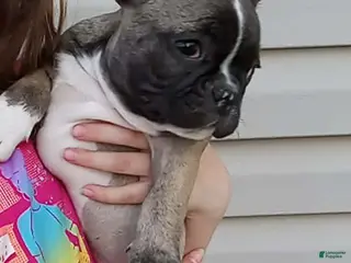 French Bulldog dogs Spud - Ad 34