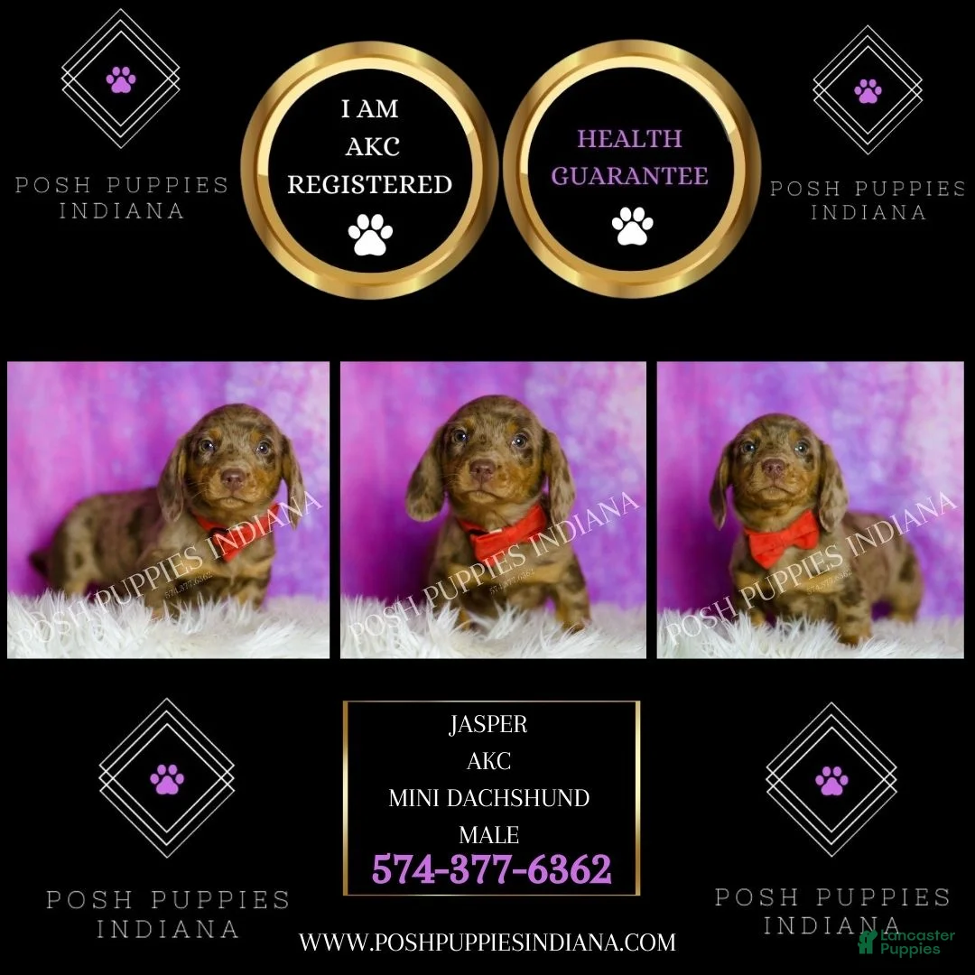 Miniature Dachshund dogs for sale: Jasper - Ad 7