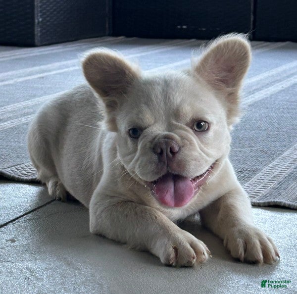 French Bulldog dogs Milo - Ad 1