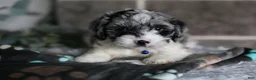Cavapoo dogs for sale: Hudson - Ad 6