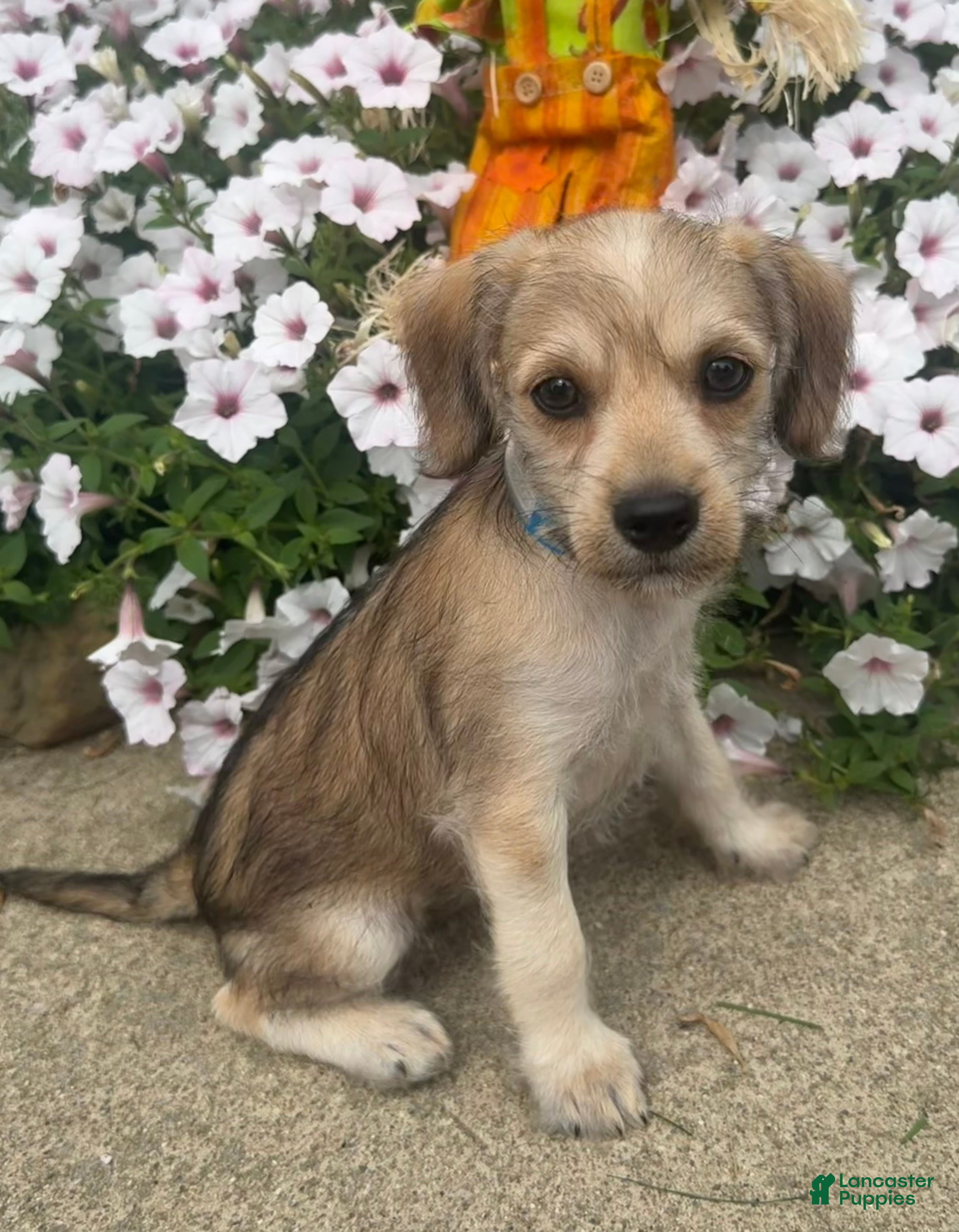 Mixed Breed dogs Minny - Ad 1