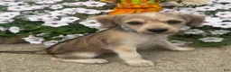 Mixed Breed dogs for sale: Minny - Ad 1